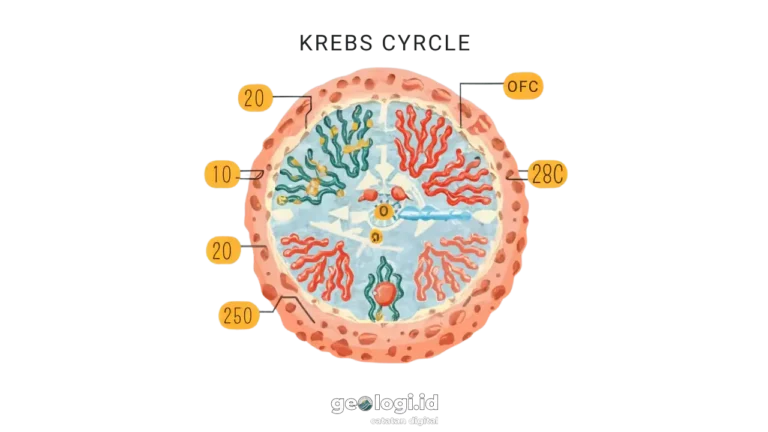 Siklus Krebs
